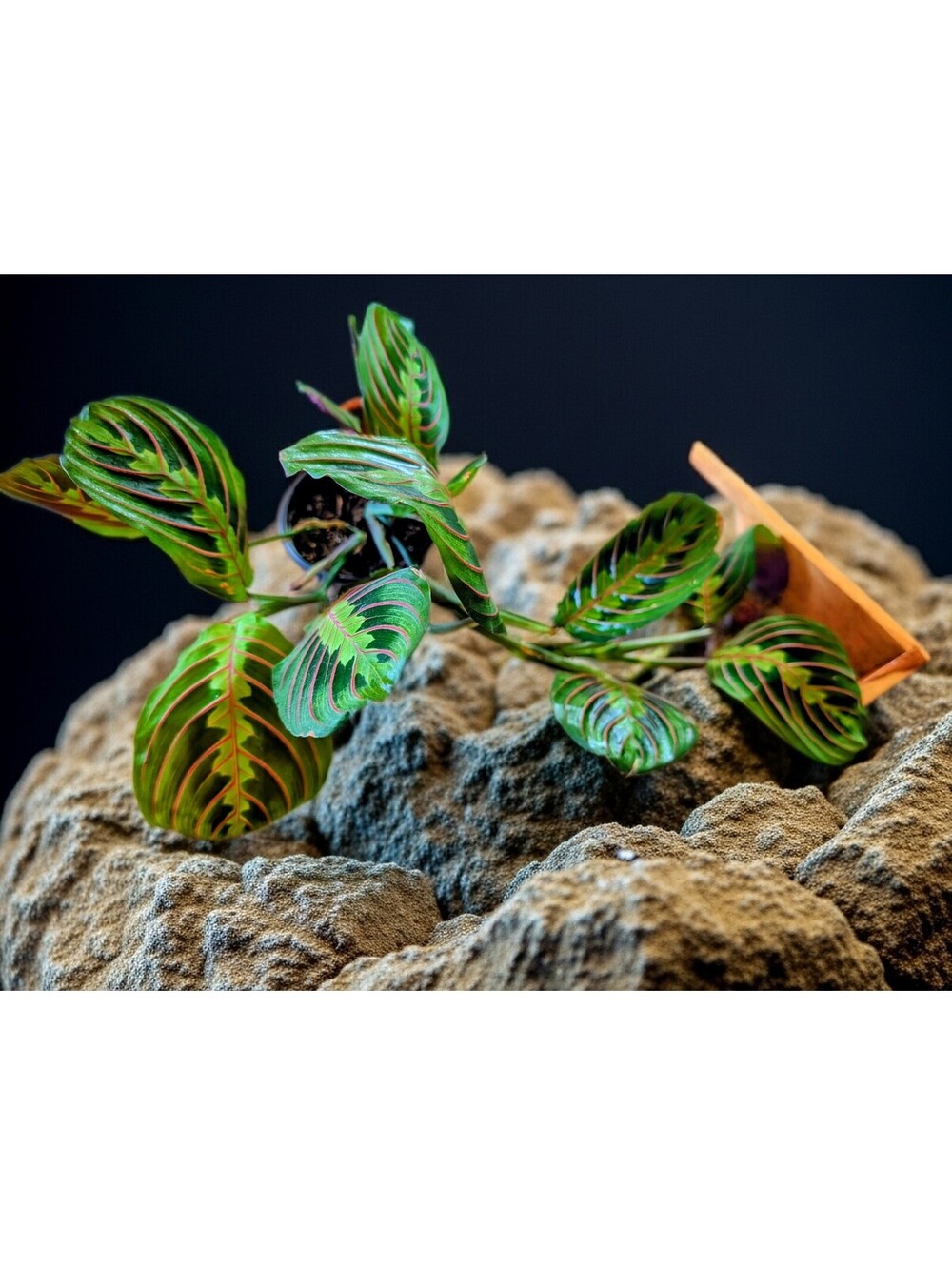4" Trailing Red Maranta Prayer Plant (Maranta leuconeura) Calathea